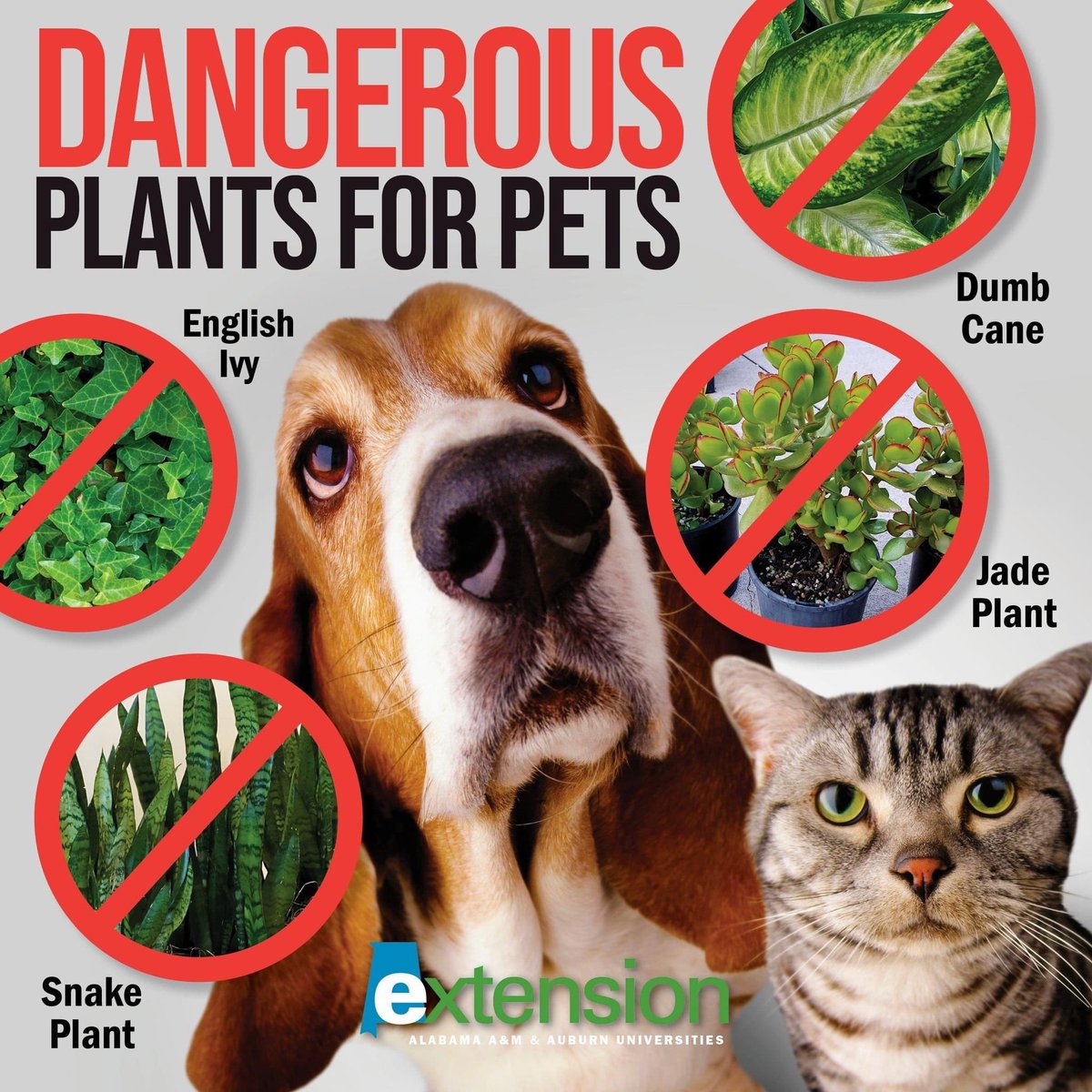 Here at Alabama Extension, we love our furry family members! Did you know that certain plants can be harmful to pets? 🚫🌿

To prevent any tragic pet-tastrophes, it's essential to be aware of plant toxicity.

Read more about toxic plants at aces.edu/blog/topics/ho….