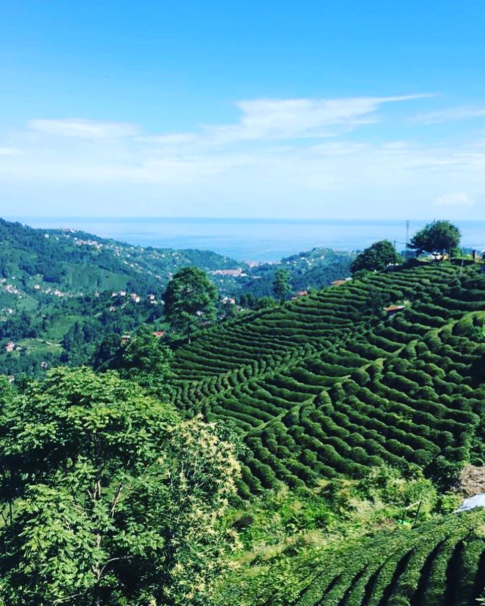 #RİZE #ÇAYELİ #Çeçeva #Haremtepeköyü #Muhlama #Çay