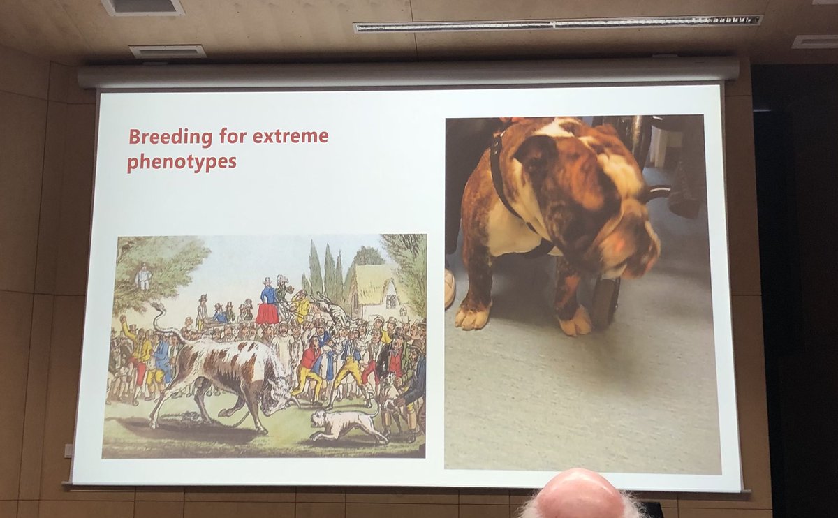 More evidence that cute often does not equal good dog welfare from <a href="/CanineForum/">Canine Science Forum</a>. 

Today’s English bulldogs are a prime example - they have many systemic health and welfare issues, such problems with their skin, breathing, and eyes. Possibly widely known but worth repeating!