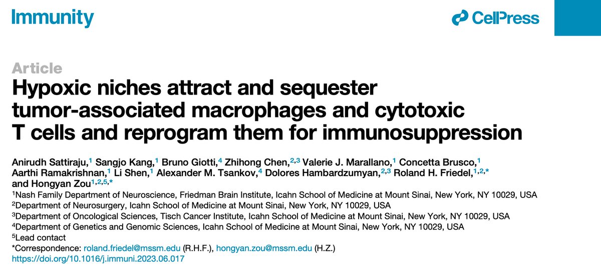 SattirajuA's tweet photo. Excited that our article is now online @ImmunityCP! We report that immune status influences hypoxic niche formation in glioblastoma. As hypoxic zones mature they sequester and reprogram TAMs and cytotoxic T cells for immunosuppression. #zoulab @LabFriedel🧵https://t.co/QEThkcB8zC https://t.co/GKH26V7IPk