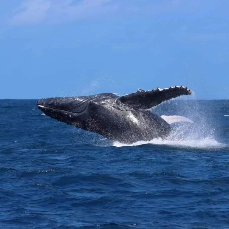 The humpback whale migration has arrived in Watamu.
All the way from the Antarctic these phenomenal majestic marine mammals photographed here in 2022
📷 Michael Mwango'mbe Watamu Marine Association &amp; Kenya Marine Mammal Research &amp; Conservation 
<a href="/MarineMammalsKE/">Kenya Marine Mammal Research and Conservation</a>

#whalewatching