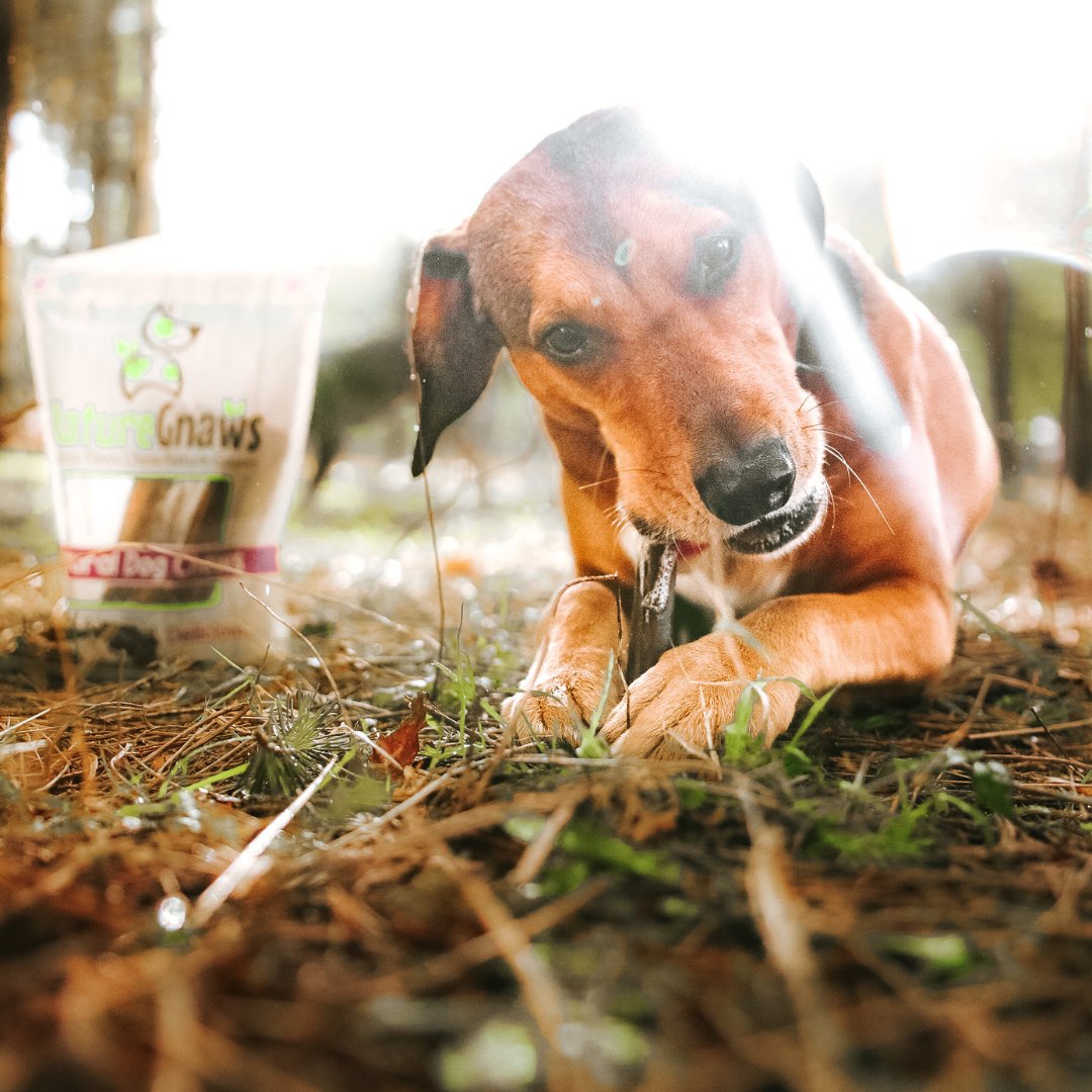 NatureGnaws's tweet image. 💚Count on Nature Gnaws to keep that loyal buddy happily occupied!

🐕High Protein
➡️Rawhide FREE
🐾100% Natural Dog Chews 
🦴️Long-lasting
🌟Chews available for all dog sizes 

FREE shipping on orders $30+ ➡️ naturegnaws.com

Models 📷 @clickitorkickit

#muttsoftwitter