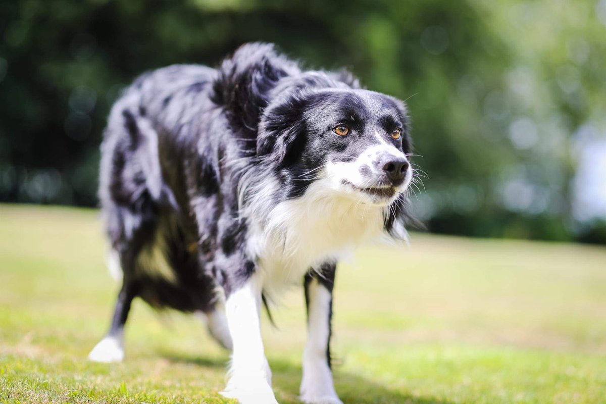 Watching #bordercollie #myboy #alwaysbymyside