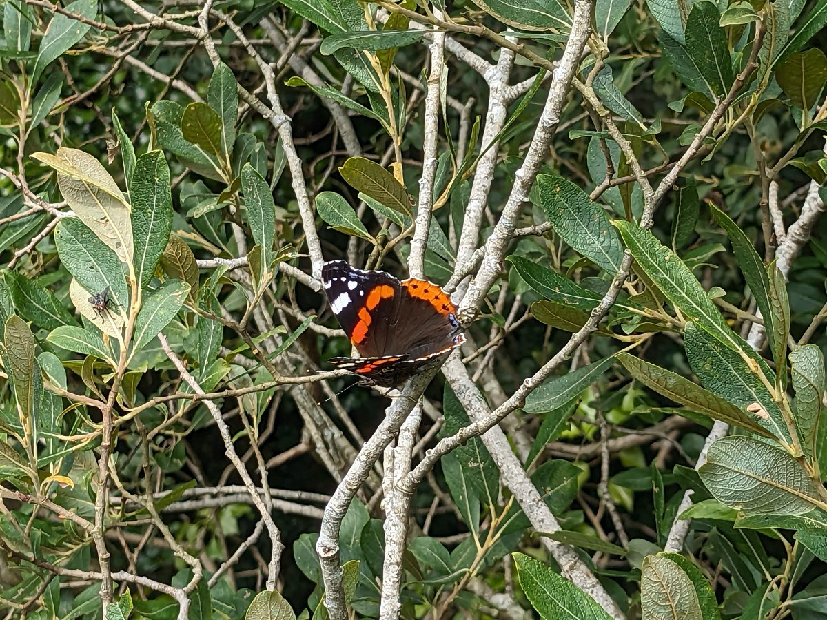 Its been great to see lots of butterflies at Lullymore West recently. Thank you to the volunteers who participated in todays survey! 10 different species were recorded, including Brimstone, Red Admiral and Silverwashed Fritillary. IPCC thank @HeritageHubIRE for their support.