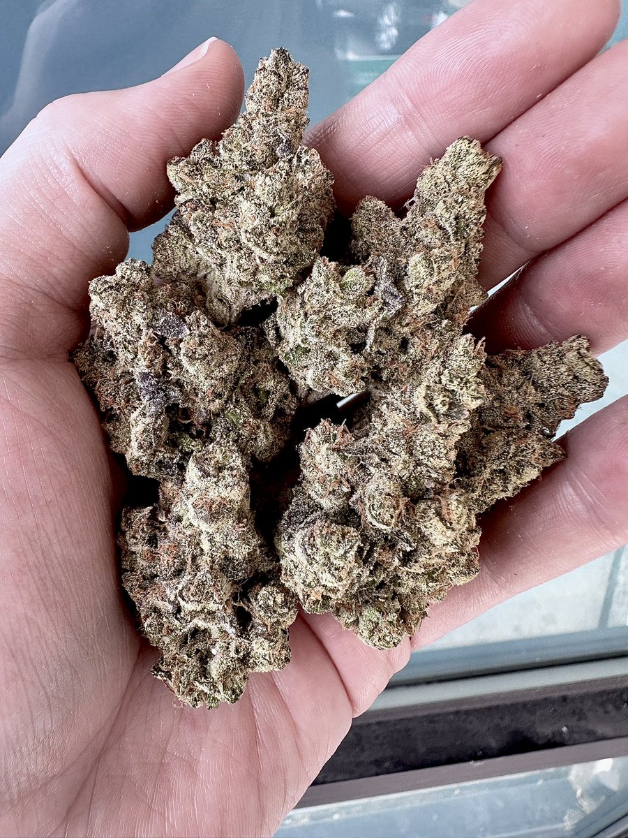 🚨🚨🚨 Happy Thursday everyone! How about a GIVEAWAY?¿? Lets toss up a few seed packs of this gorgeous Money Ball now available on exoticgenetix.com!!! Here’s how it will work…

🚨Rules~

• Follow <a href="/exoticgenetix/">Exoticgenetix</a> 

• Tag 5 friends 

• Like + Retweet + hashtag