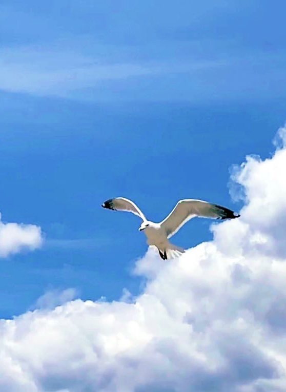MitchandMarcy's tweet photo. @DailyPicTheme2 Flying by these #fluffs of a cloud; A bird in flight spreading his wings, fully unbound!
🐦📸 #mitchandmarcyphotos

#DailyPictureTheme #Seagull #PureMichigan #TraverseCity #MyNorth #rtitbot https://t.co/tZ08uv8GoT