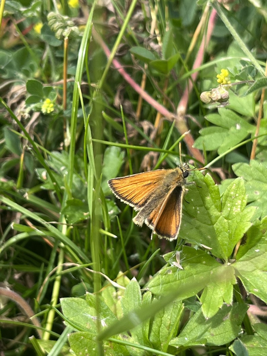 Huntingdonshire Fauna & Flora Society tweet media