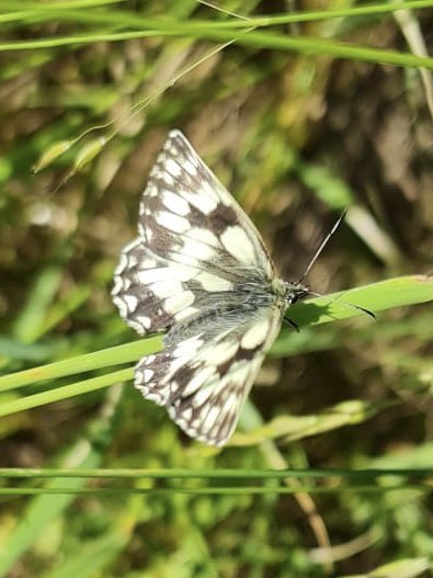 Huntingdonshire Fauna & Flora Society (@fauna_flora1948) on Twitter photo Tomorrow is the launch of the “Big Butterfly Count 2023” this is a UK wide survey to assess the health of the UK’s environment of Butterflies & day flying Moths. It takes 15mins to carry out the survey!
…erflycount.butterfly-conservation.org
<a href="/bc_cambs_essex/">BC Cambs and Essex</a> <a href="/savebutterflies/">Butterfly Conservation 🦋</a> <a href="/BeccasButterfli/">Rebecca's Butterfly Farm (BCyA)</a> Tomorrow is the launch of the “Big Butterfly Count 2023” this is a UK wide survey to assess the health of the UK’s environment of Butterflies & day flying Moths. It takes 15mins to carry out the survey!
…erflycount.butterfly-conservation.org
<a href="/bc_cambs_essex/">BC Cambs and Essex</a> <a href="/savebutterflies/">Butterfly Conservation 🦋</a> <a href="/BeccasButterfli/">Rebecca's Butterfly Farm (BCyA)</a>