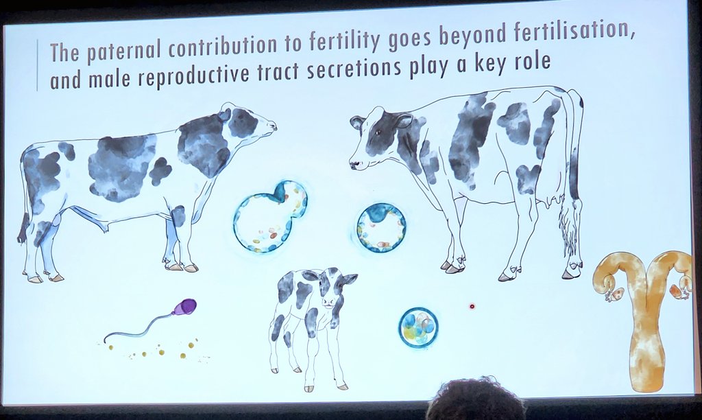 Wonderful talk by Dr. Beatriz Fernandez-Fuertes on the effects introduced by the male (sperm & seminal plasma components in the ejaculate) on post-fertilization uterine environment and embryo survival and implantation. The images were beautiful, as well! #SSR2023 #ReproRocks