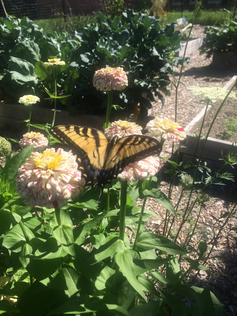 LandToLearn's tweet photo. Join us  Sat 7/15 9:30-11:30 at Green St Park in Beacon for Bugs, Birds, and Blooms in our Beacon parks! Free!

Learn about insects, garden ecology, and pollination. Kids and families can observe live critters, make butterfly feeders, and take home wildflower seeds! https://t.co/gGkU5TEzWB