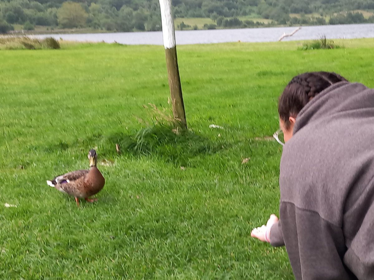 Millington the duck whisperer @allsaintsccduk <a href="/ASCC_PArts/">ASCCPAMusic</a>