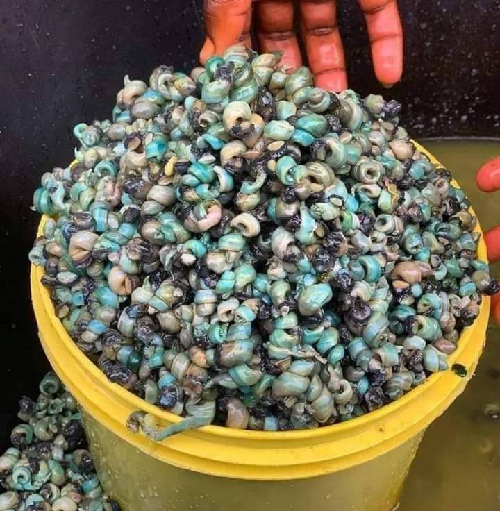 JanetGCharles1's tweet photo. @MissPearls I sell dried river fish, crayfish, periwinkle, magala fish, and pure honey. https://t.co/sJ2PaUcxCz