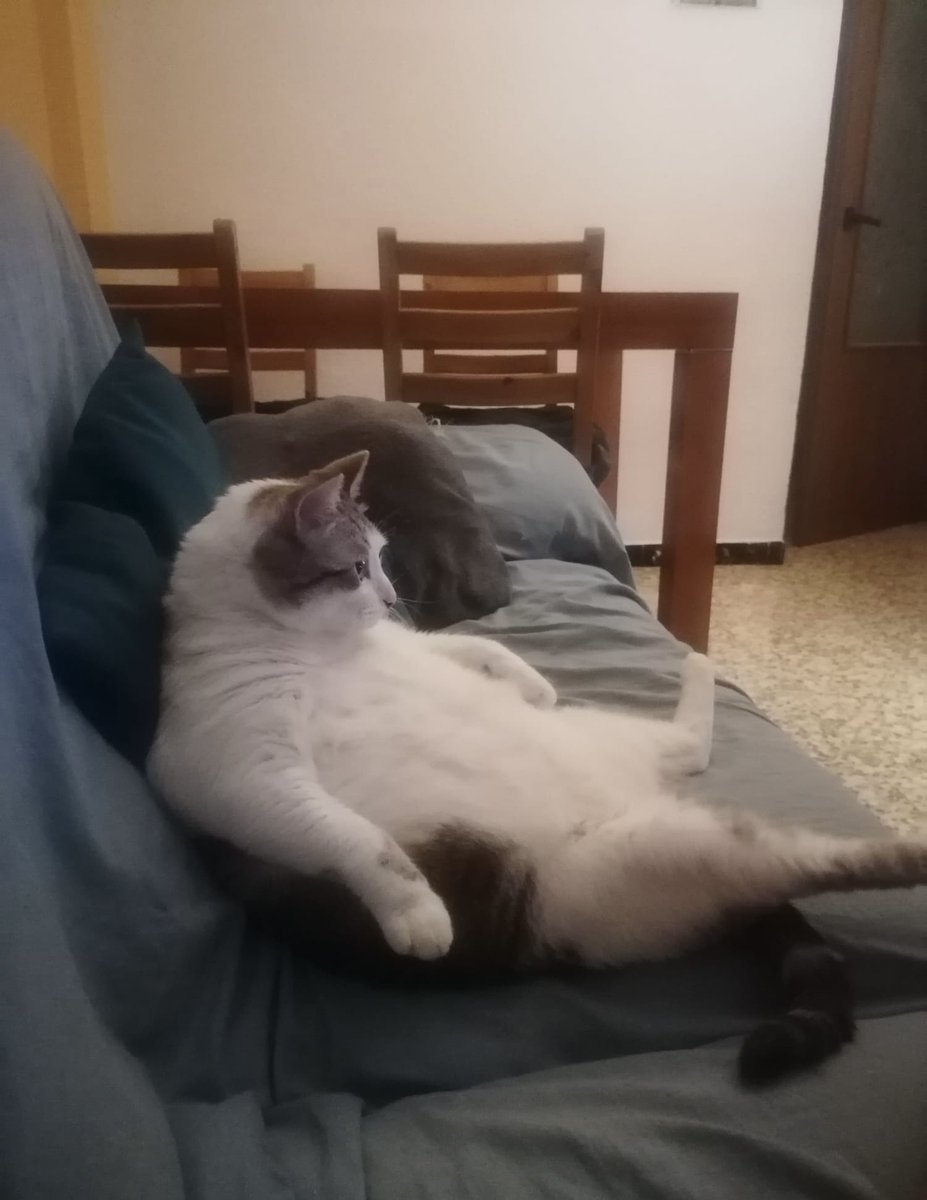 SergioFoster7's tweet photo. #mood Bizcocho. https://t.co/WGpg6osKxM
