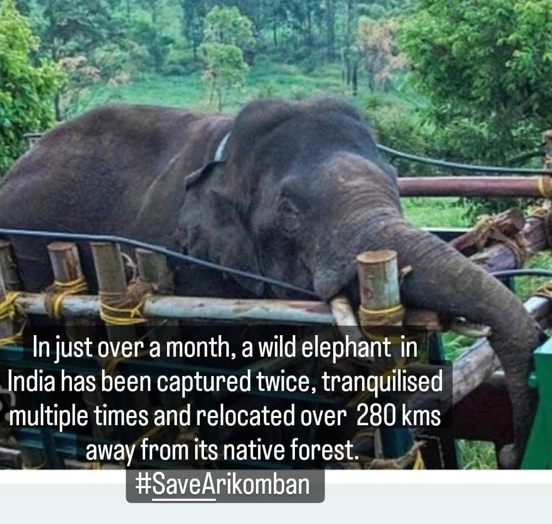 #StopKeralaKillings

This elephant was released while in ill  health. No update since 2 weeks. This elephant must be suffering as he has to search for food in a place he is not familiar with.

Many elephants are killed in Kerala by electrocution, firecrackers, even with JCBs??!!