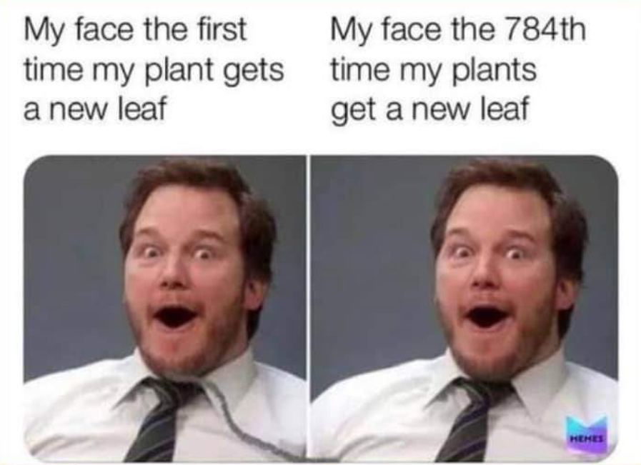 Houseplant Hobbyist tweet media