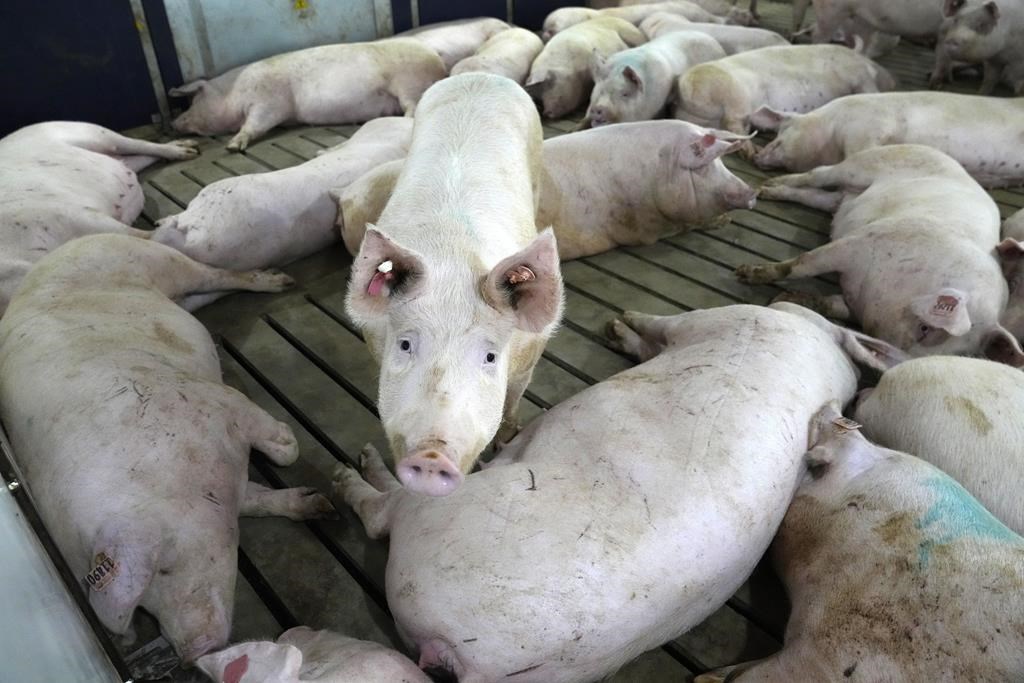 vrexpress's tweet photo. L'ARN de l'hépatite E trouvé dans des produits de foie de porc #santé #etude #universitelaval https://t.co/solL5ddalK https://t.co/Tm53IKitbH