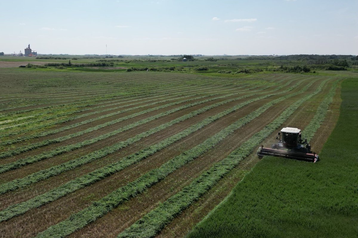 Crops continue to develop despite dry conditions negatively impacting their quality. Haying is also well under way across the province. Producers are reminded to check the quality of the water sources. #SaskAg #CropReport saskatchewan.ca/crop-report