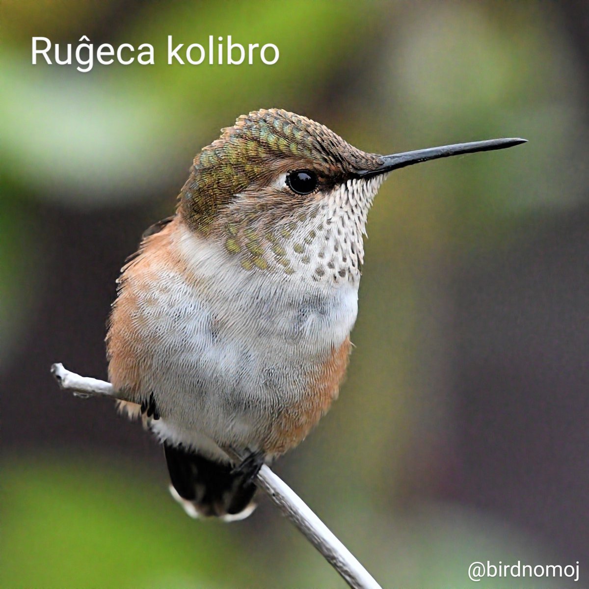 Ruĝeca kolibro 🌎 #Nordamerikajbirdoj | #Esperanto #birdnomoj #birdoj🦩