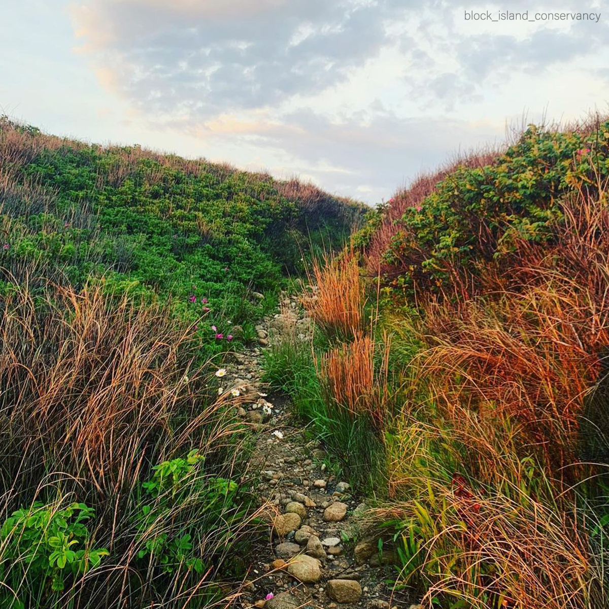 BlockIsleFerry's tweet photo. Have you had a chance to explore the 28 miles of hiking trails on the island this summer? This is a great weekend to explore the beauty of Block Island!
#BlockIslandNature #BlockIslandLove #BIF#BlockIsland #SailAway #BlockIslandFerry https://t.co/6tc8hzVX6e