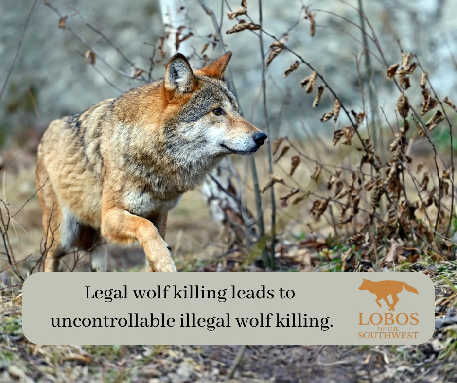 Mexican Wolves on Twitter: 