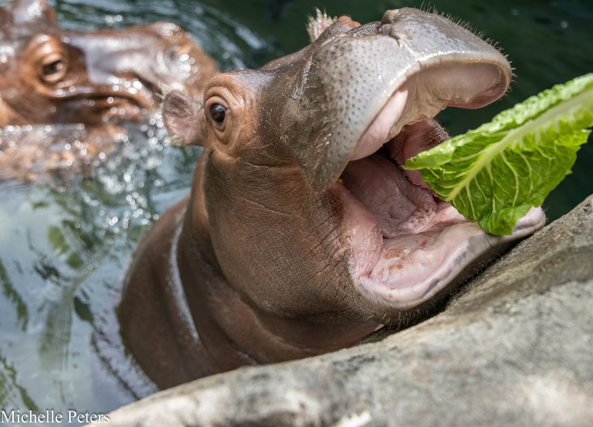 CincinnatiZoo's tweet photo. Fritz is a hungry, hungry hippo 🥬 https://t.co/Tt57JiYXwi
