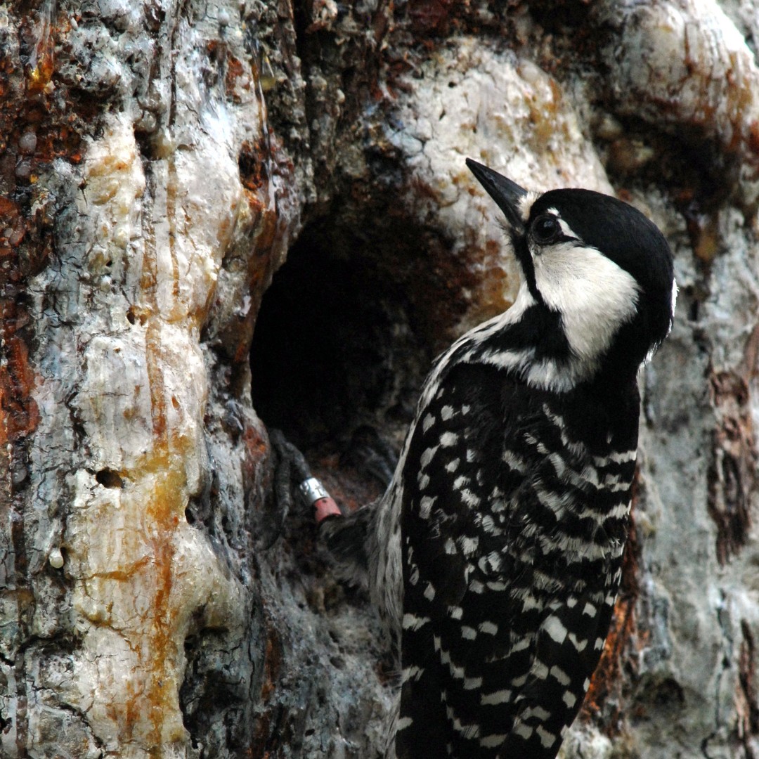US Fish and Wildlife on Twitter: "Red-cockaded woodpecker 🤝 pine tree