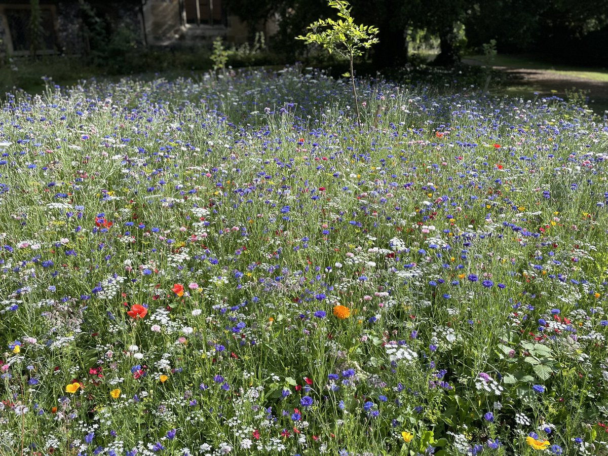 This Sunday we are open for Martham Military Wives Choir between 1 - 4.30pm.

There will be refreshments and plant sales. We hope to see you then!