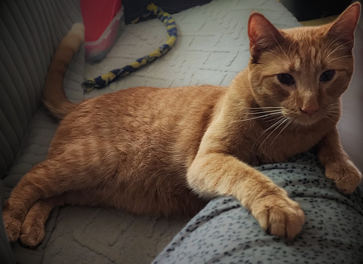 IAmSickNTwisted's tweet photo. Waking up and learning #CatPervert is trending has made my day. Jabba wanted to join in. https://t.co/PMSA7ZC46S
