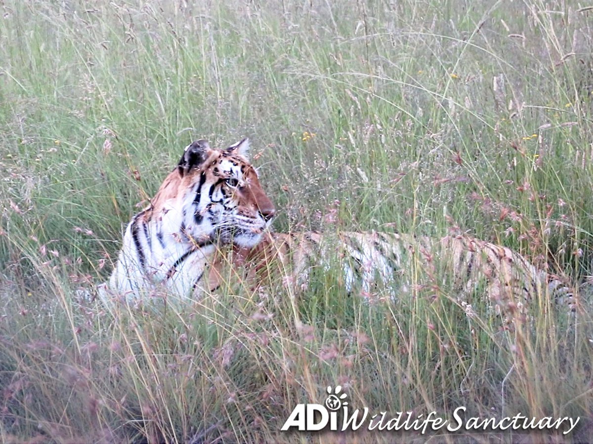 AnimalDefenders's tweet image. Sasha was born to be wild. Instead, she spent her first 4 years in a tiny circus cage in Guatemala. Now she lives at the #ADIWildlifeSanctuary, enjoying #freedom of choice. Can you help support Sasha’s care so she can enjoy many more happy, healthy years? donate.adiusa.org/emergency/