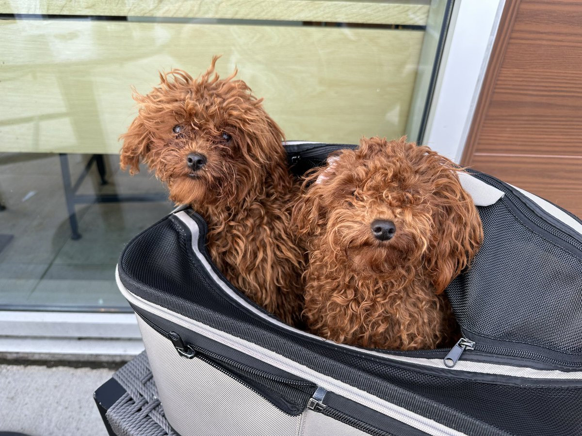 tantra_the_dobe's tweet image. Lele and Maradona #precut