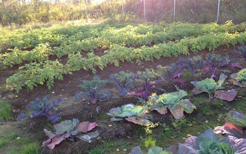 Anchorage Museum on Twitter learn how the Tyonek Grown Farm uses