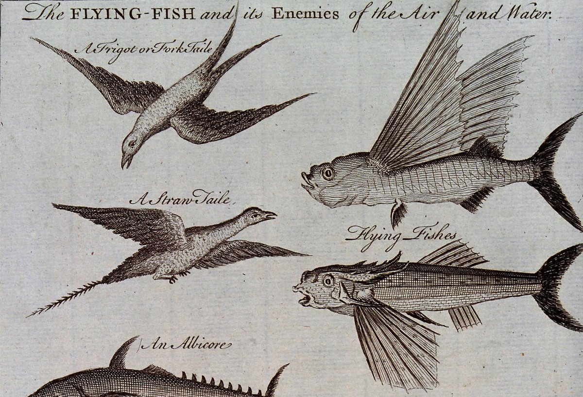 PulterProject's tweet photo. Playing with gendered pronouns in the seventeenth century: read Hester Pulter’s emblem on a flying fish, a hunted deer, and a betrayed monarch in a new edition by @WSperrazza: https://t.co/191SFkhUwW https://t.co/Tojm3pSBzZ
