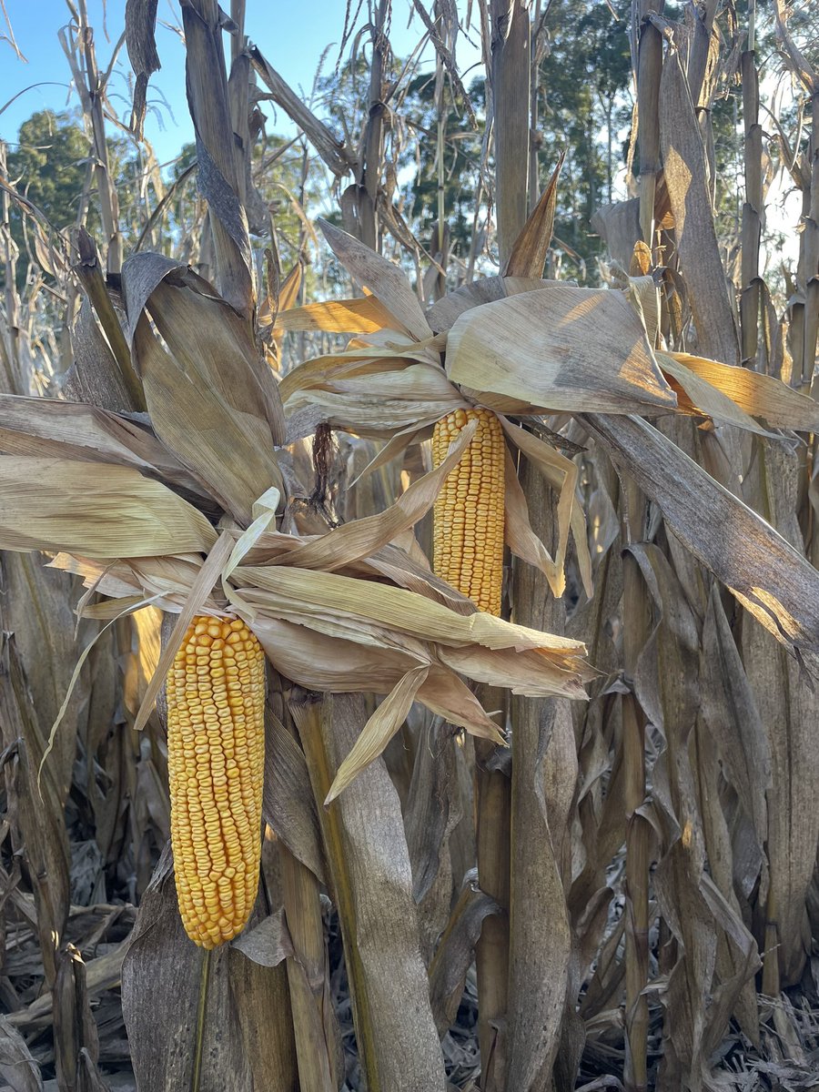 LucasOteiza2's tweet photo. Arrancó fresca la mañana pero con @chulefuse nos fuimos a recorrer lotes de #NK842VIP3 y #NK870VIP3 que están próximos a cosecha. Lindas espigas y linda agronomía.
📍Tandil, Bs As, Argentina
#LoQueHacemosRinde
@NKSemillas https://t.co/OG6RRuhmCM