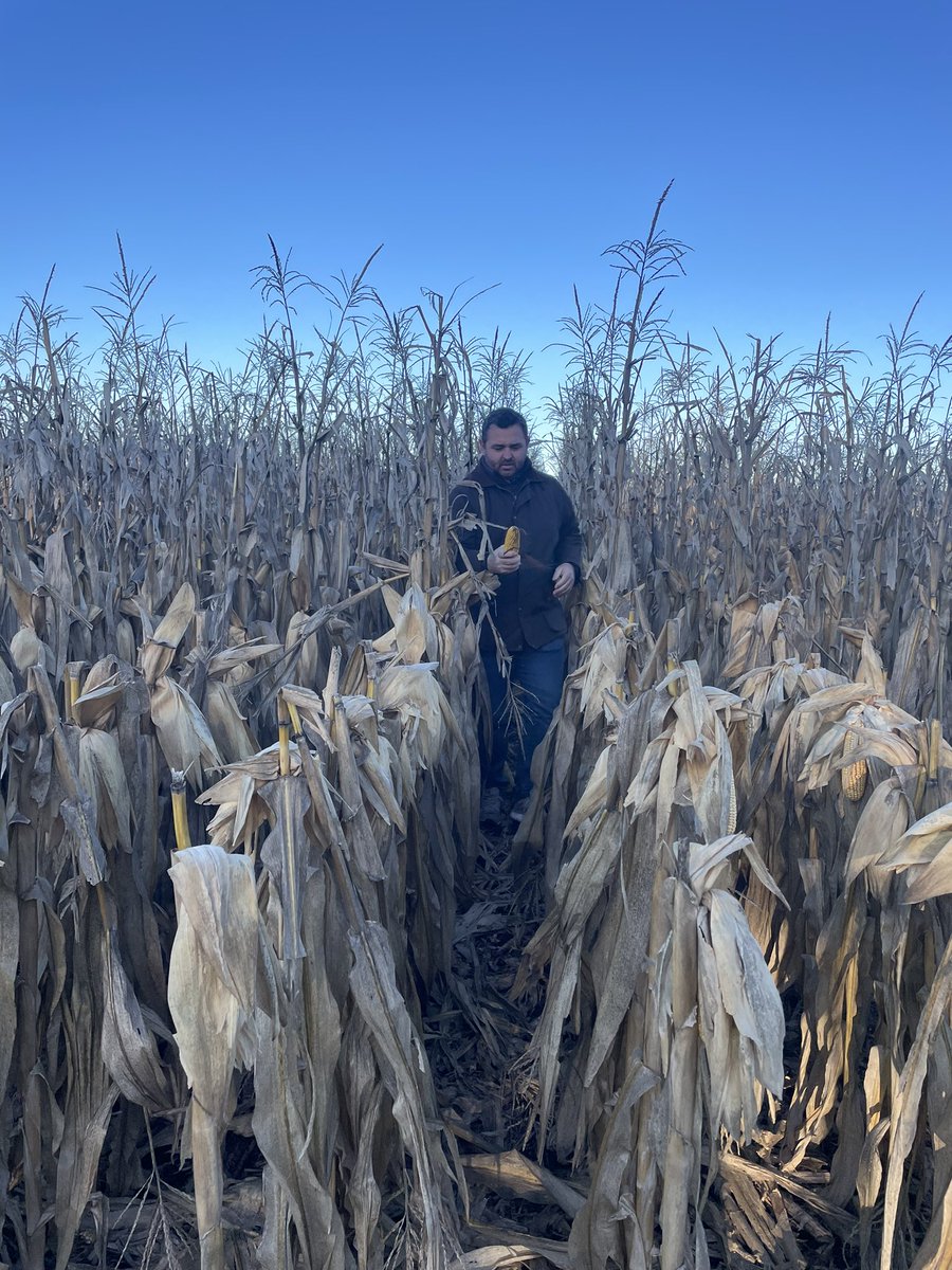 LucasOteiza2's tweet photo. Arrancó fresca la mañana pero con @chulefuse nos fuimos a recorrer lotes de #NK842VIP3 y #NK870VIP3 que están próximos a cosecha. Lindas espigas y linda agronomía.
📍Tandil, Bs As, Argentina
#LoQueHacemosRinde
@NKSemillas https://t.co/OG6RRuhmCM