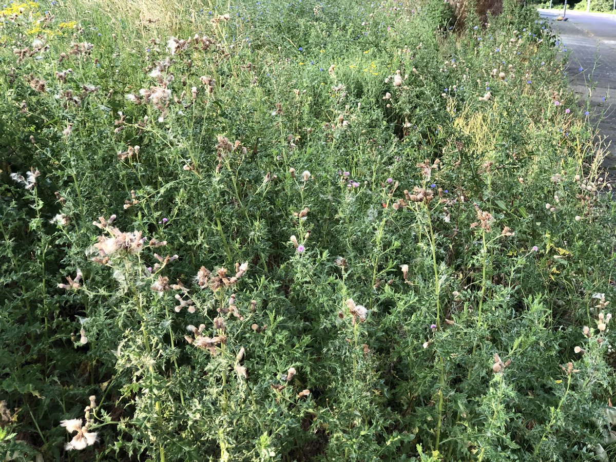 adv1948's tweet photo. De #Colijnstraat begint een beetje op een #natura 2000 te lijken of gedeeltes van de Elzen. Best een mooi gezicht, alleen jammer dat er veel “Kruipers” en brandnetels zijn. https://t.co/ijil7dhuym