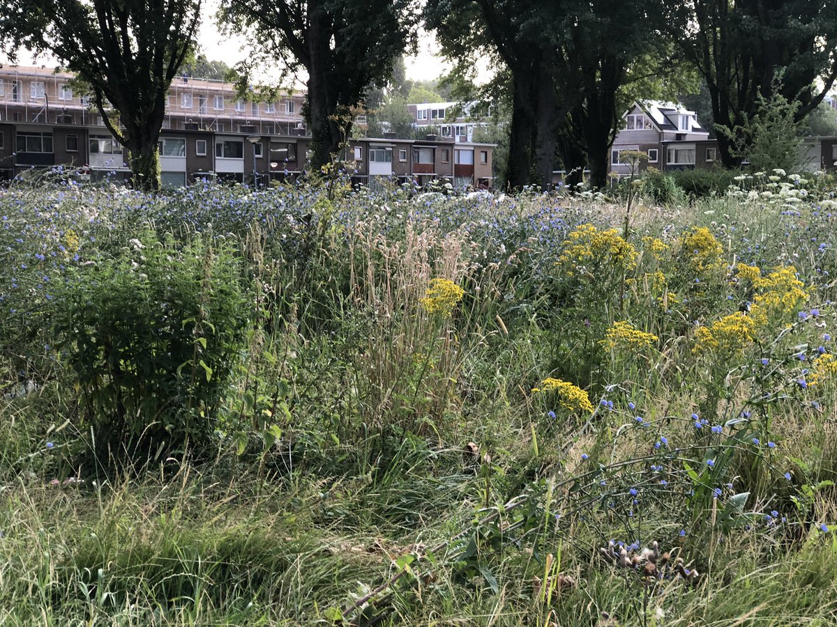adv1948's tweet photo. De #Colijnstraat begint een beetje op een #natura 2000 te lijken of gedeeltes van de Elzen. Best een mooi gezicht, alleen jammer dat er veel “Kruipers” en brandnetels zijn. https://t.co/ijil7dhuym