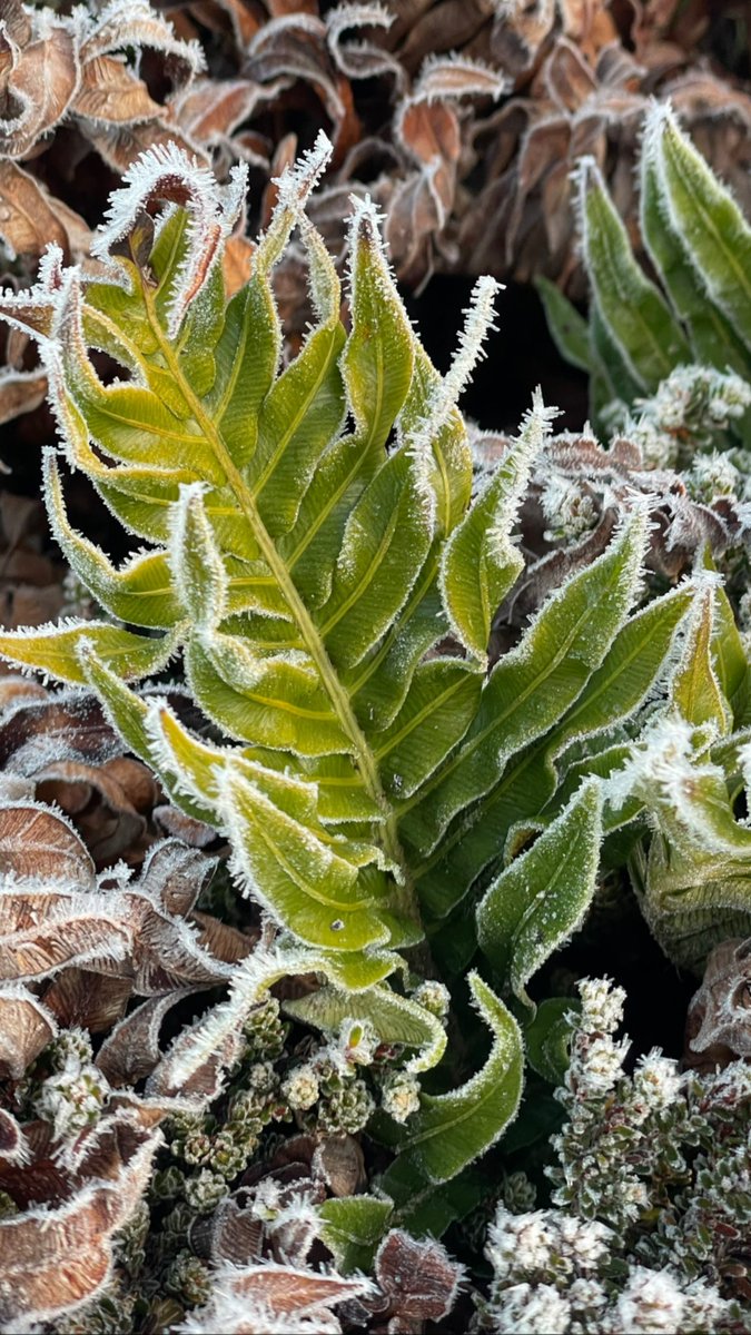 It’s a cold and frosty day in the Falklands. The freezing fog made sunrise particularly stunning.