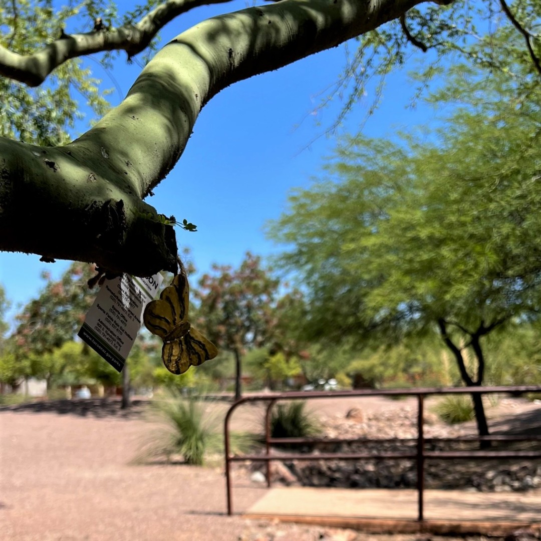 TucsonParksRec's tweet photo. If you recognize one of these parks, you might be able to find an ornament still hanging!
#SanAntonioPark #SilverlakePark #ManuelHerreraPark #CherryPark #BrostolPark #BravoPark https://t.co/yaMHyrqn1R