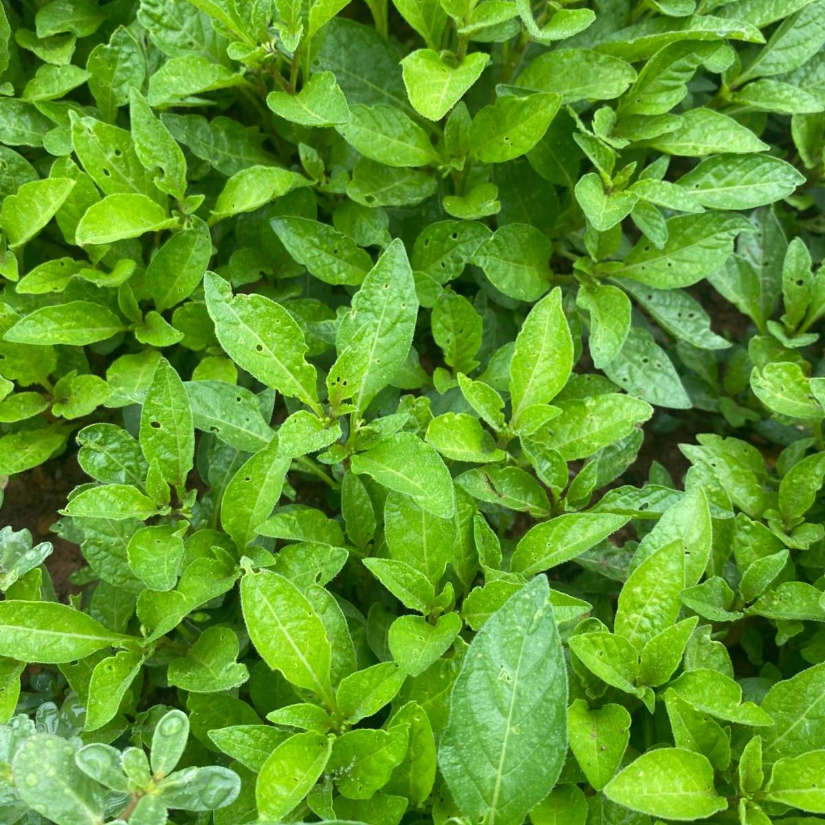 afrithrive's tweet photo. Join us at AfriThrive Cultural Farm as we celebrate the diverse flavors and traditions of African cuisine. We can't wait to share the harvest of these incredible indigenous vegetables with our community tomorrow at Aspen Hill location! #AfriThrive #CulturalFarm #FlavorsofAfrica https://t.co/RflV6W3GGM