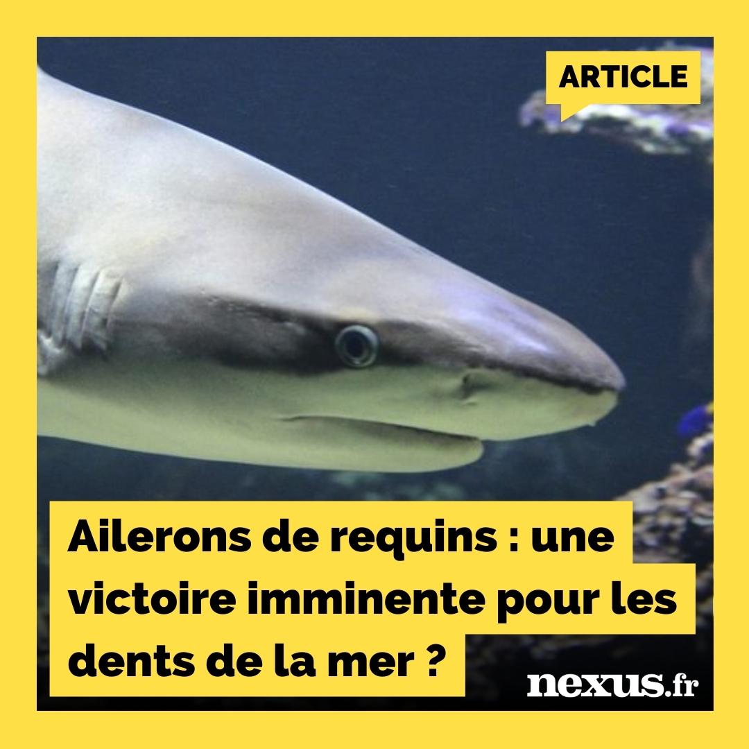 MagazineNexus's tweet image. AILERONS DE REQUINS : UNE VICTOIRE IMMINENTE POUR LES DENTS DE LA MER ?
🦈 nexus.fr/actualite/news…
La Commission européenne va étudier la possibilité d’une suspension du commerce des ailerons de requins en réponse à une pétition en faveur de son interdiction.