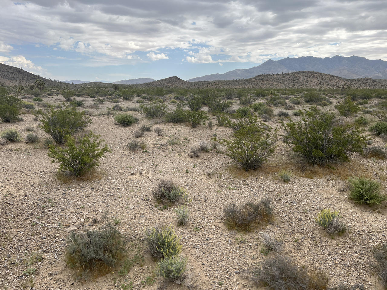 Mojave Desert Land Trust on Twitter "The Mojave Desert Land Trust is