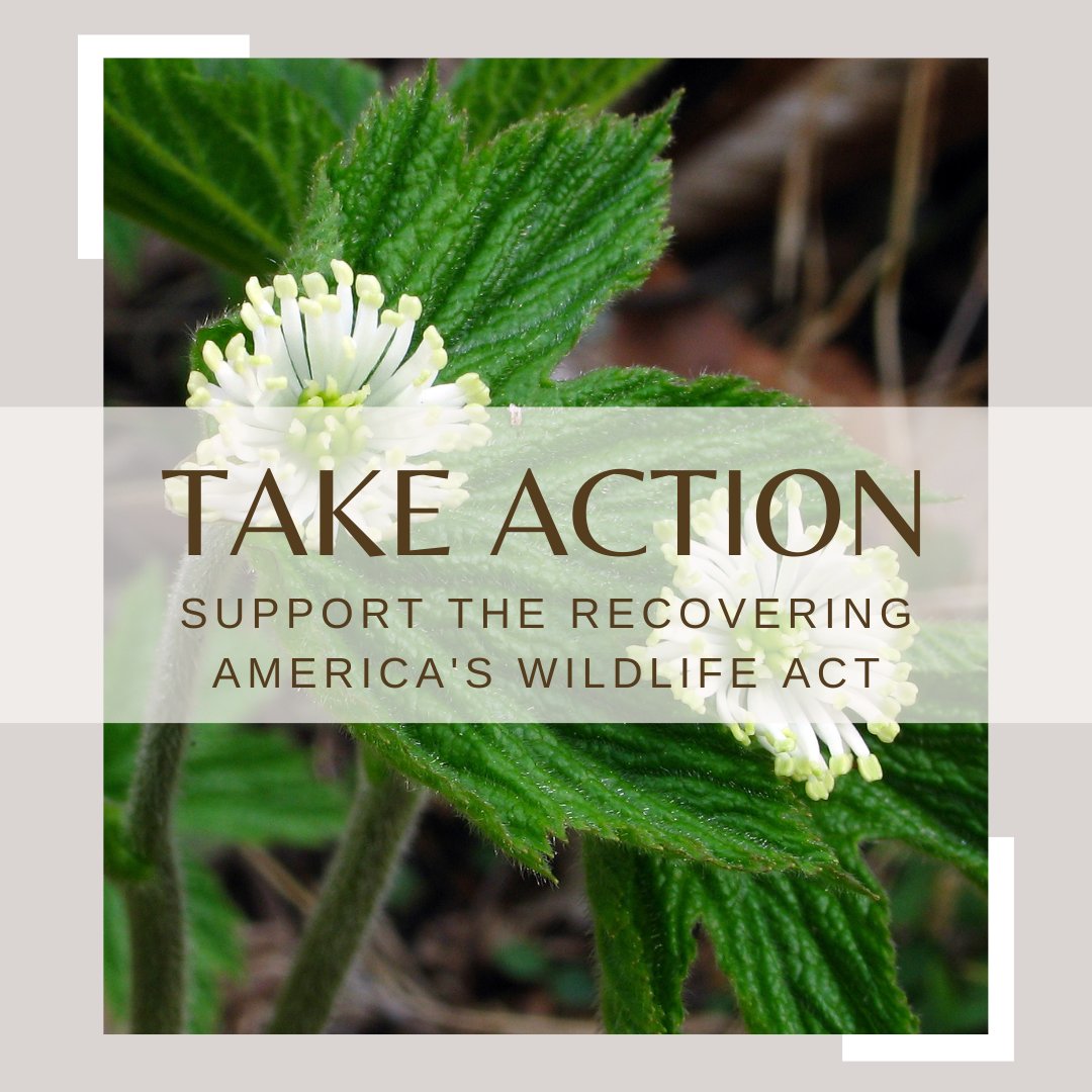 The Recovering America's Wildlife Act is currently moving through the Senate.  This bill will provide an additional $1.9 billion in funding for wildlife.  Please take a moment to sign the Call to Action and let Congress know you support plants and RAWA.
se-pca.org/recovering-ame…