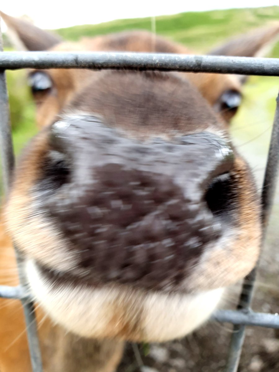 GreenEyedStrand's tweet photo. GUYS GUYS GUYS I MADE FRIENDS https://t.co/tJ5I3hPgnp