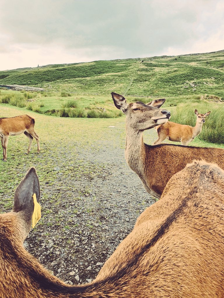 GreenEyedStrand's tweet photo. GUYS GUYS GUYS I MADE FRIENDS https://t.co/tJ5I3hPgnp