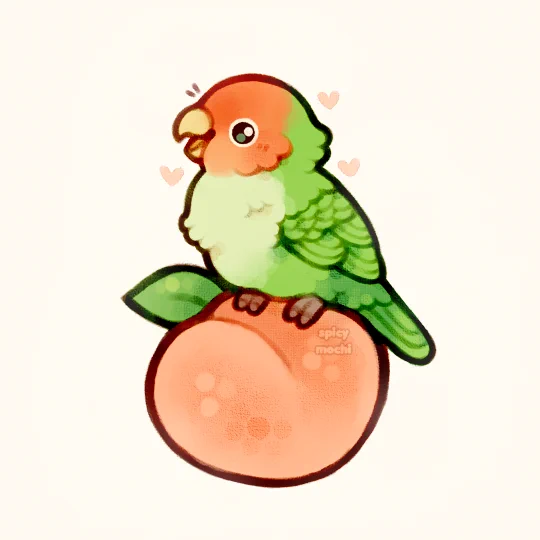peach-faced lovebird