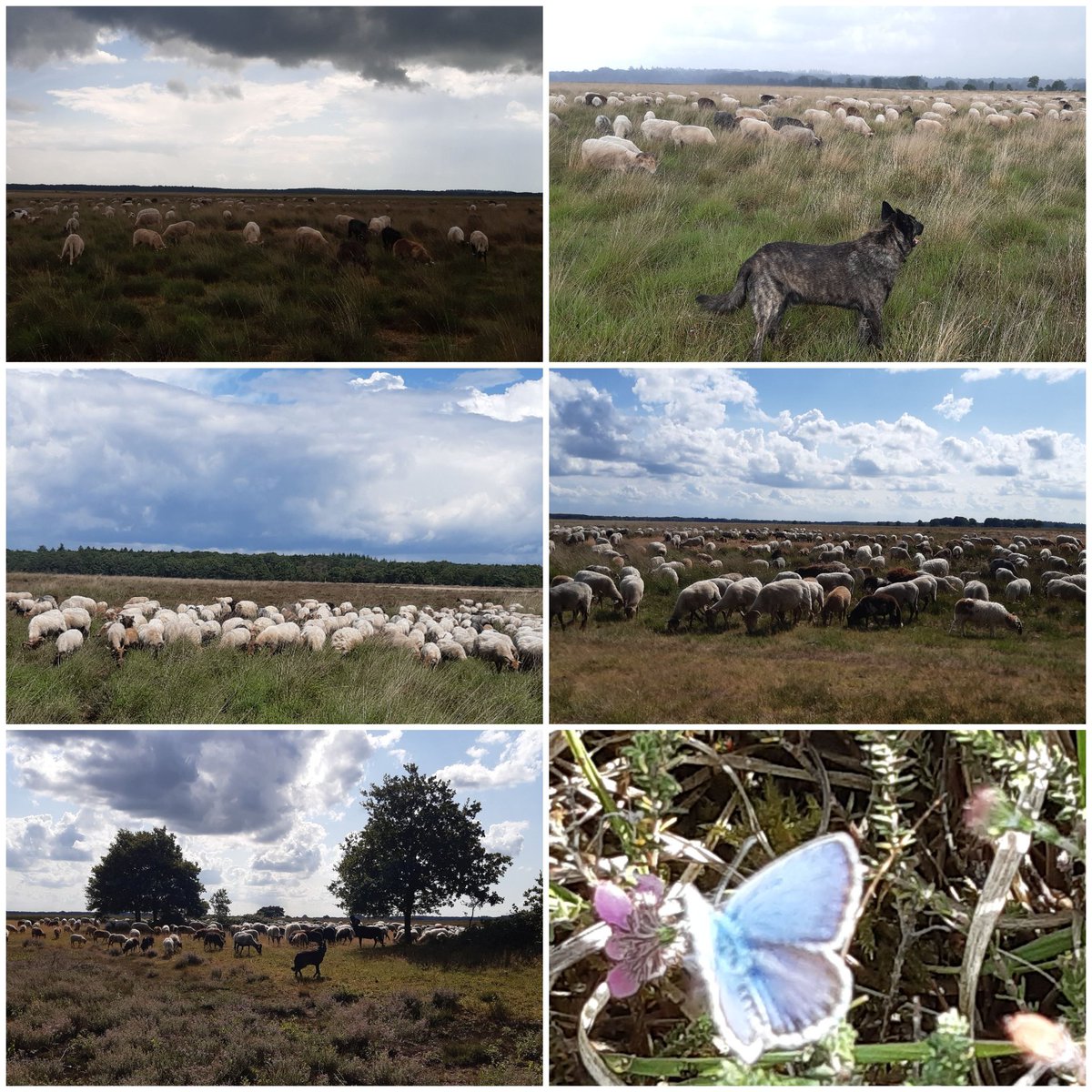 anjaprent1970's tweet photo. Vanmorgen eerst omweer, laat vertrokken. Flink gegraasd op de pijpestro. Daarna nog een paar flinke buien.
#SchaapskooiAchtertZaand
#Dwingelderveld
De #dopheide bloeid uitbundig.
#gescheperdebegrazing
#heidebeheer
@Natuurmonument
@N2000drenthe https://t.co/qWDxIzvfAs