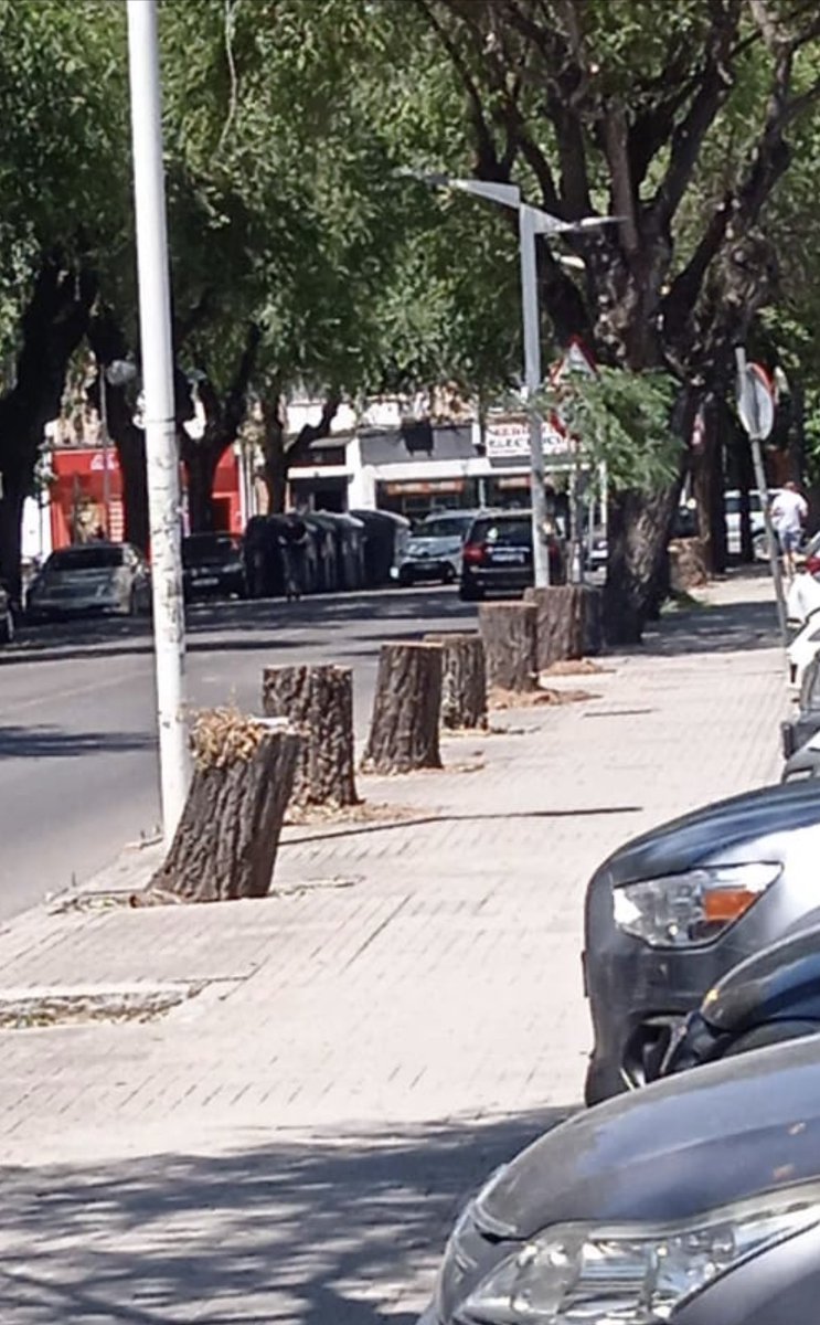 AntonioHurtado's tweet photo. Tala de árboles en Fuensanta. Más Tocones. #Guerracontralostocones #Niunalcorquesinsuárbol #Esperanza💚🌈🌹 https://t.co/hihh5PVjSu