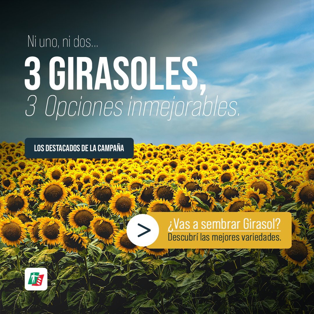 ragtsemillas_ar's tweet photo. #GIRASOL ⭐️ Descubrí las variedades estrellas de la campaña:

🌻 #VELLOX: alta velocidad en el desarrollo del cultivo.
🌻 #OBELLISCO: híbrido de gran desarrollo tecnológico.
🌻 #HUEMULL: ideal para la región girasolera del norte. 

✅ 3 opciones perfectas para tus necesidades. https://t.co/nOuIP2keb4