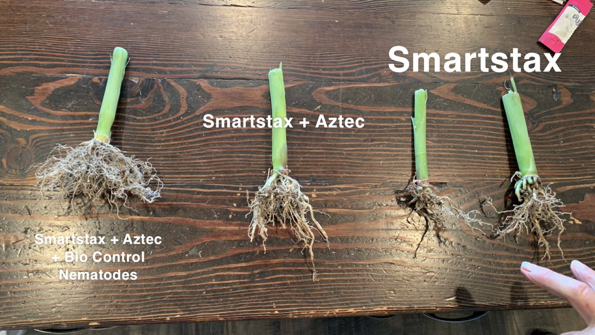 Roots from a Late June 2023 root dig near Carroll, Iowa. Biocontrol nematodes applied in May 2023. Very dry soil conditions at application and for the month of June