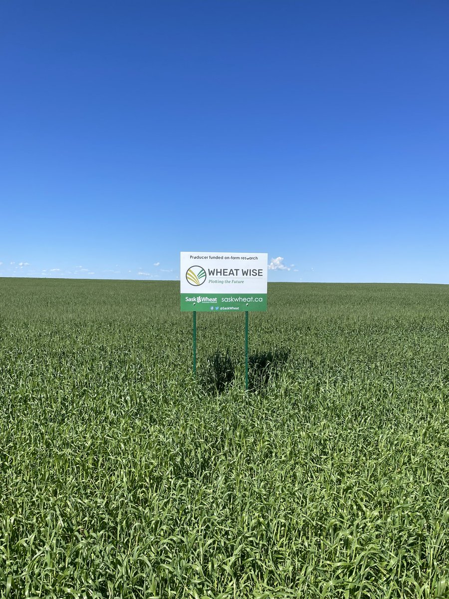 rgstone1's tweet photo. @MDSmokyFarmer @Carmen_Prang @ICDC_SK I have a #thinkwheat large scale trial on this at my farm as well which will be interesting https://t.co/pVqj5yCdOB